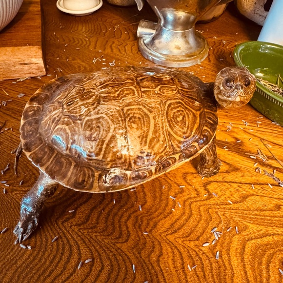 VTG Taxidermy Turtle Made in Mexico, great display piece - Picture 9 of 12